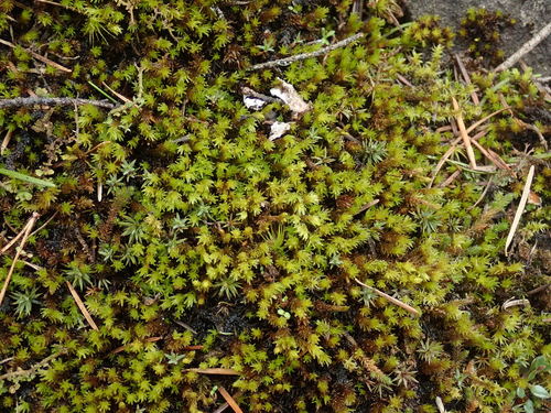 Image of Racomitrium ryszardii by no rights reserved
