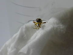 Hemiptera