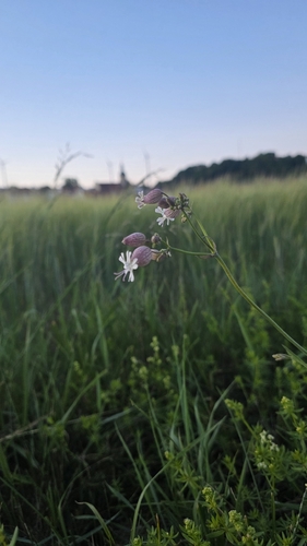 bladder campion