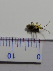 Hemiptera
