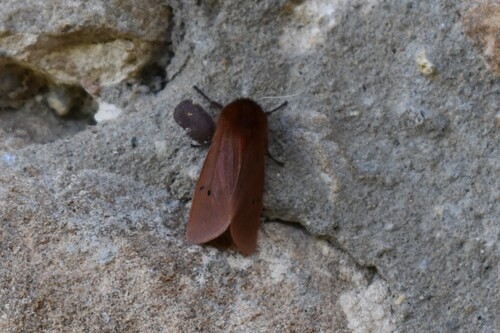 Ruby Tiger Moth