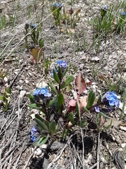 Mertensia oblongifolia