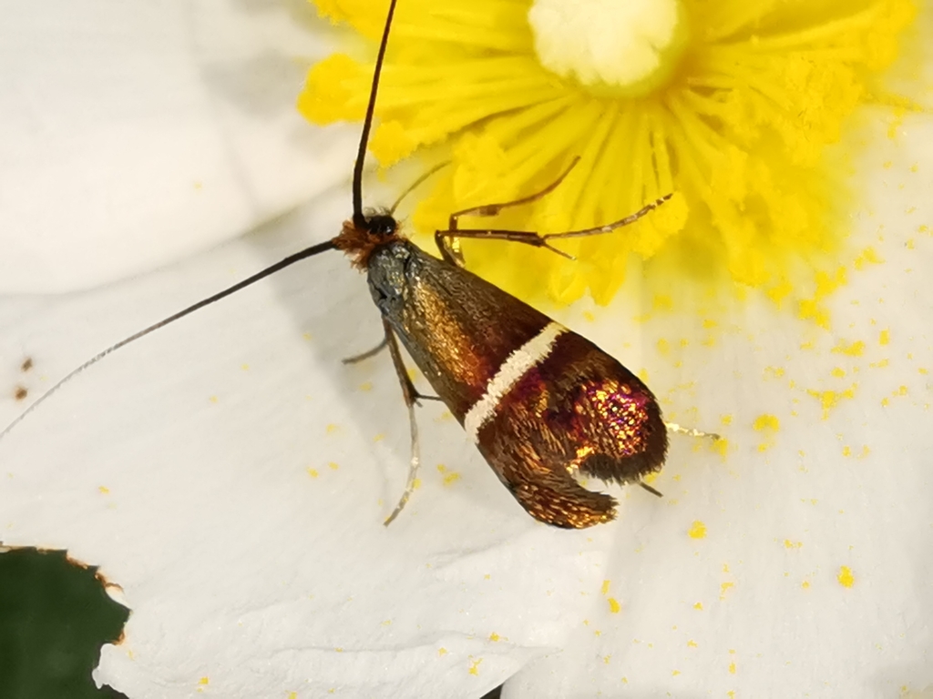 Adela australis