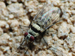 Anthomyia illocata