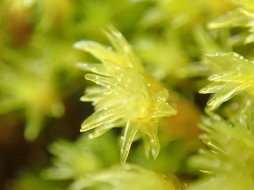 Image of Racomitrium ryszardii by no rights reserved