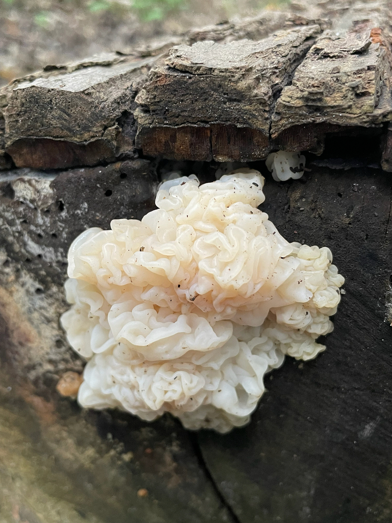 white jelly fungus · June 2026 · photo: Photo: (c) nuthatchnicole, some rights reserved (CC BY) · iNaturalist