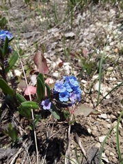 Mertensia oblongifolia