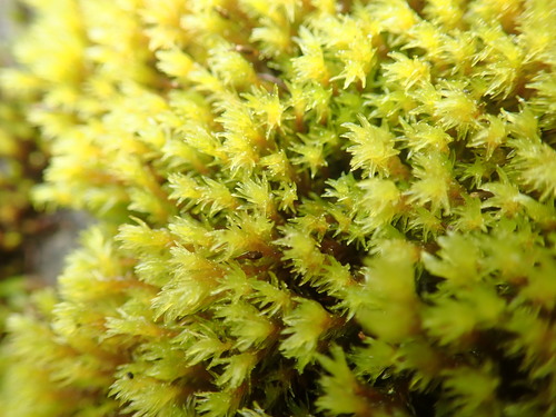 Image of Racomitrium ryszardii by no rights reserved