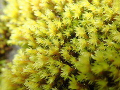 Racomitrium ryszardii