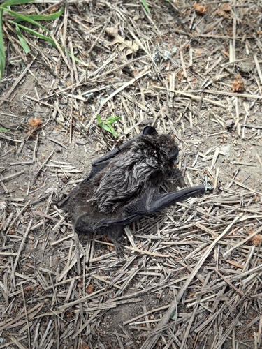Silver-haired Bat photographed in Idaho