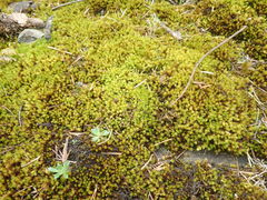 Racomitrium ryszardii