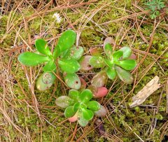 Sedum praealtum