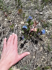 Mertensia oblongifolia