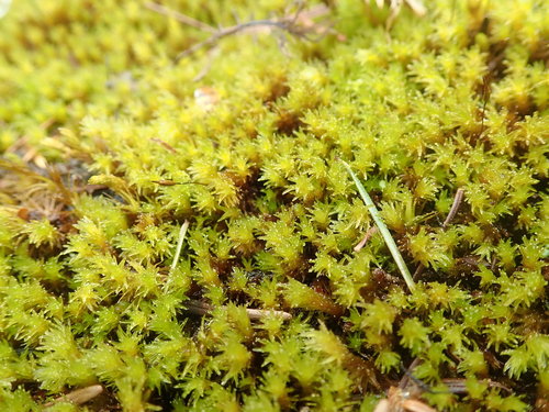 Image of Racomitrium ryszardii by no rights reserved