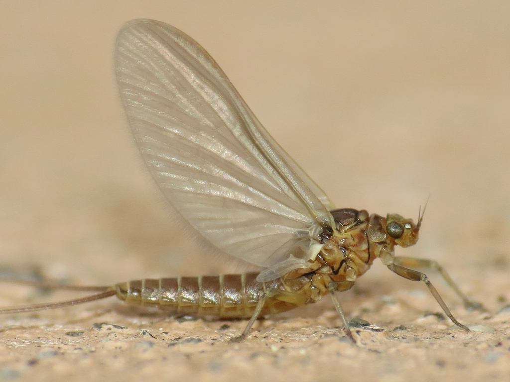 Anafroptilum
