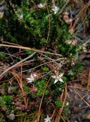 Sedum moranense