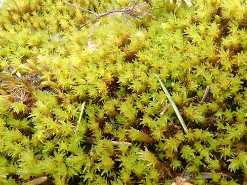 Image of Racomitrium ryszardii by no rights reserved