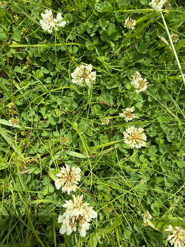 white clover