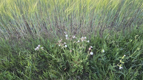 white campion