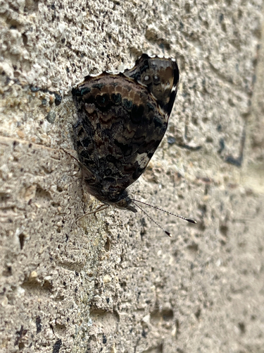 Red Admiral