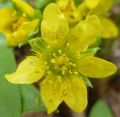 Waldsteinia fragarioides