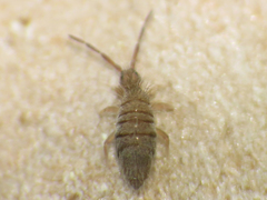 Entomobrya confusa