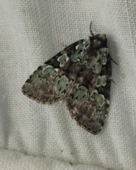 Leuconycta lepidula