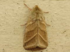 Chloridea virescens