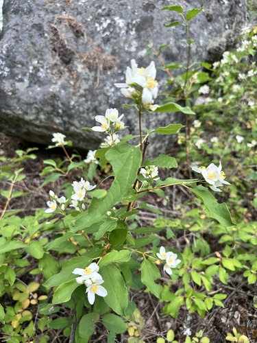 Lewis' mock orange