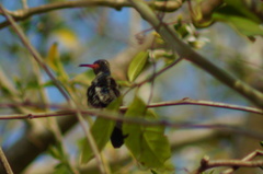 Cynanthus doubledayi