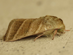 Chloridea virescens
