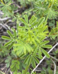 Dalea frutescens