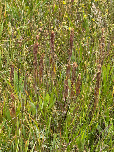 Castilleja levisecta, photograph 1