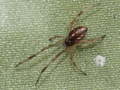 Latrodectus geometricus