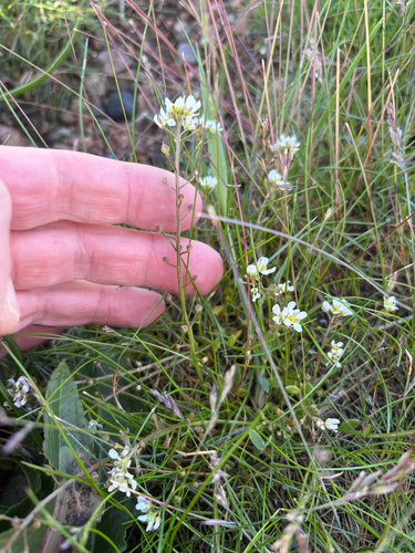 Cochlearia officinalis, photograph 6