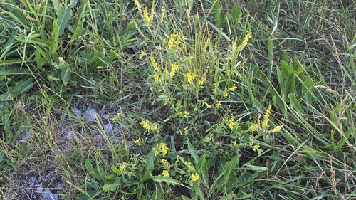 Yellow Sweetclover