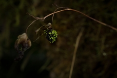Utricularia unifolia