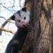 Eastern Virginia Opossum - Photo (c) Matthew Moskwik, some rights reserved (CC BY-NC), uploaded by Matthew Moskwik