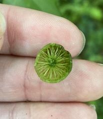 Amphibolips melanocera