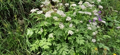 Chaerophyllum hirsutum, photograph (c) Jens-Christian Svenning, some rights reserved (CC BY)