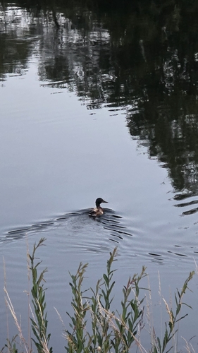 Mallard