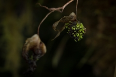 Utricularia unifolia