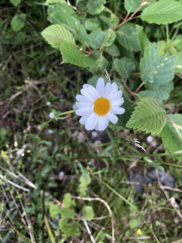 oxeye daisy