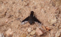 Hemipenthes seminiger