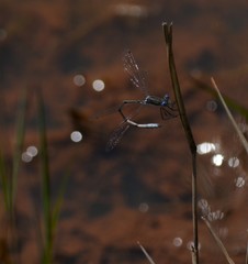 Lestes australis