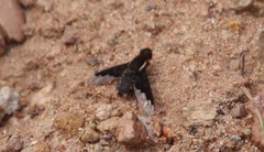 Hemipenthes seminiger