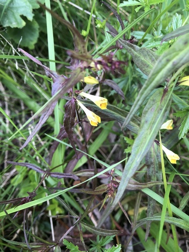 Common Cow-wheat