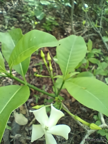 Tabernaemontana amygdalifolia observed 2026-06-15