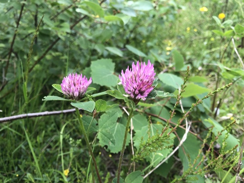 Red Clover