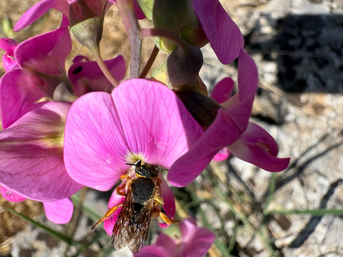 Seven-toothed Red Resin bee